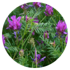 Astragalus and Tinospora